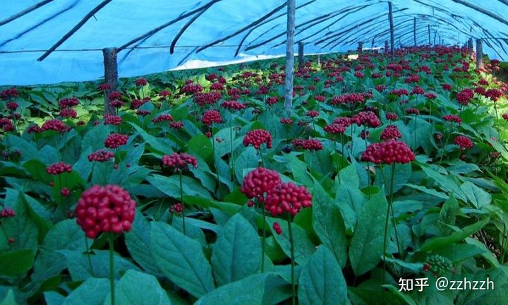 认识红参,带你认识红木