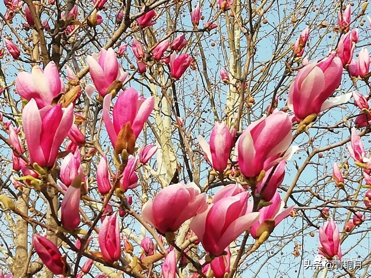 诗词第4册第1课：郁东《我为祖国编一本词典》10万+课程老师讲义