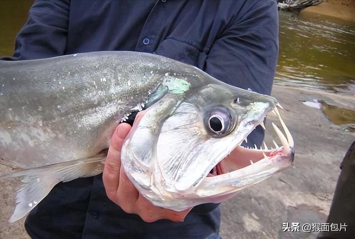 亚马逊雨林生存100天,亚马逊雨林生存楚河