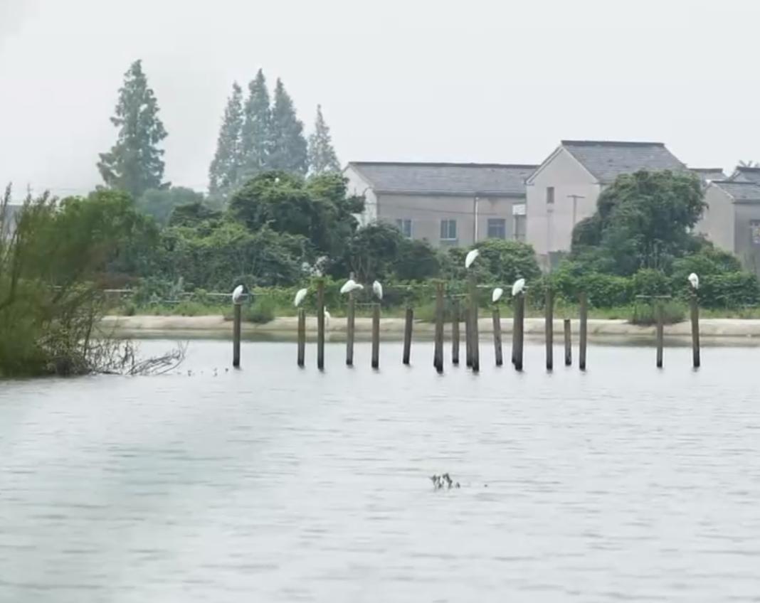 甲鱼养殖大棚建造图,温室大棚养甲鱼一亩能挣多少钱