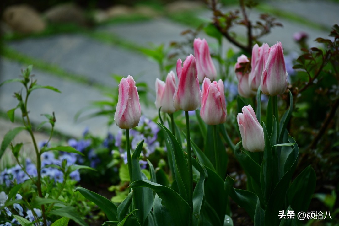 河马花园最耐阴植物,最漂亮的花园里的郁金香
