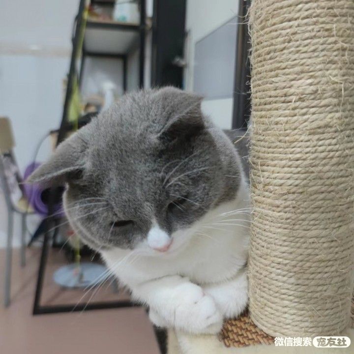 附近宠物店免费领养同城,猫狗领养平台免费赠送狗狗