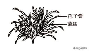 2021年江苏省苏州市初中生物结业考试