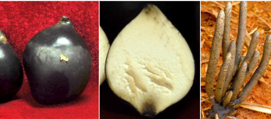 长在白蚁窝里的菌类,白蚁窝长什么蘑菇