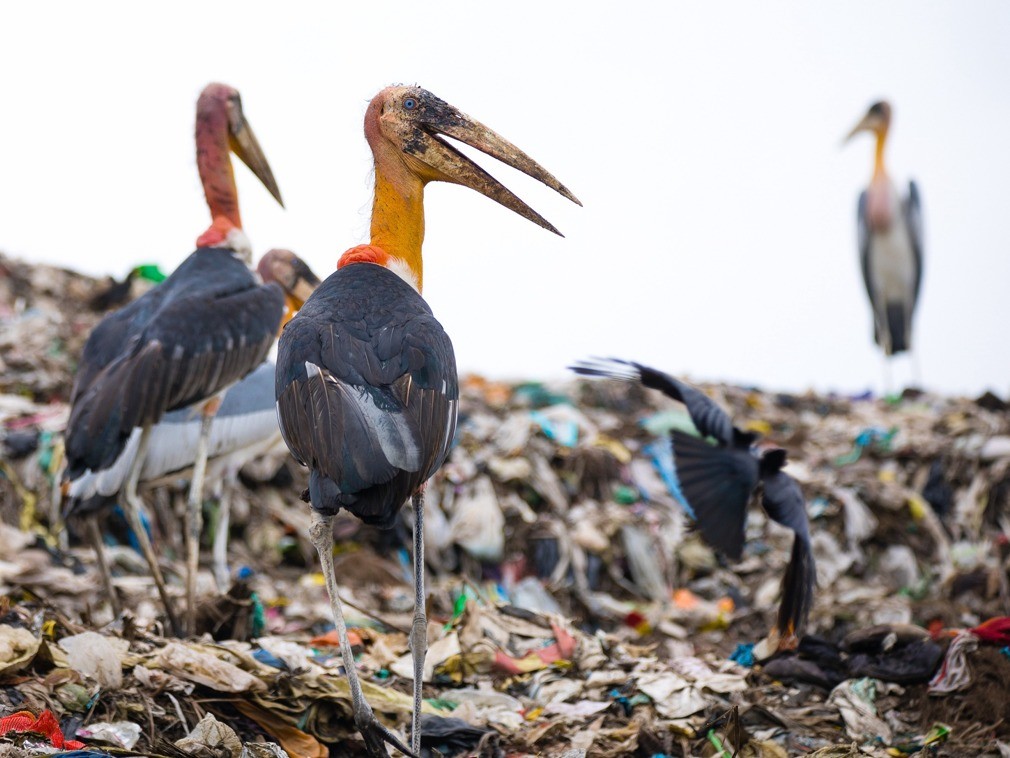 印度垃圾山养出巨鸟，比小孩还高，为何当地贫民吃垃圾也不吃它？