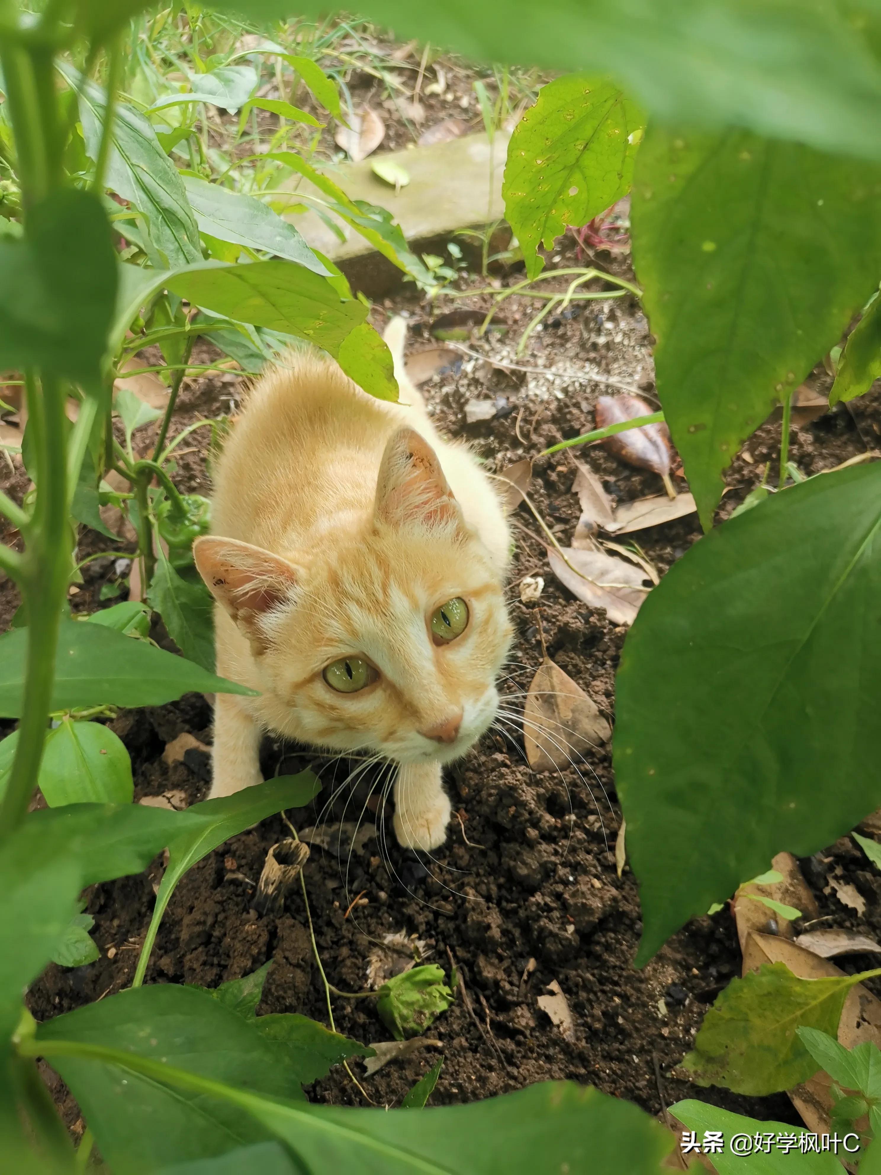 爱“碰瓷”的“猫坚强”，车压数次屡“碰”屡伤，“碰”瘾依旧在