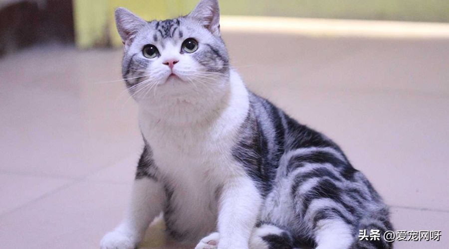 哪种猫咪又便宜又好看又方便养,什么猫咪又可爱又便宜又适合新手