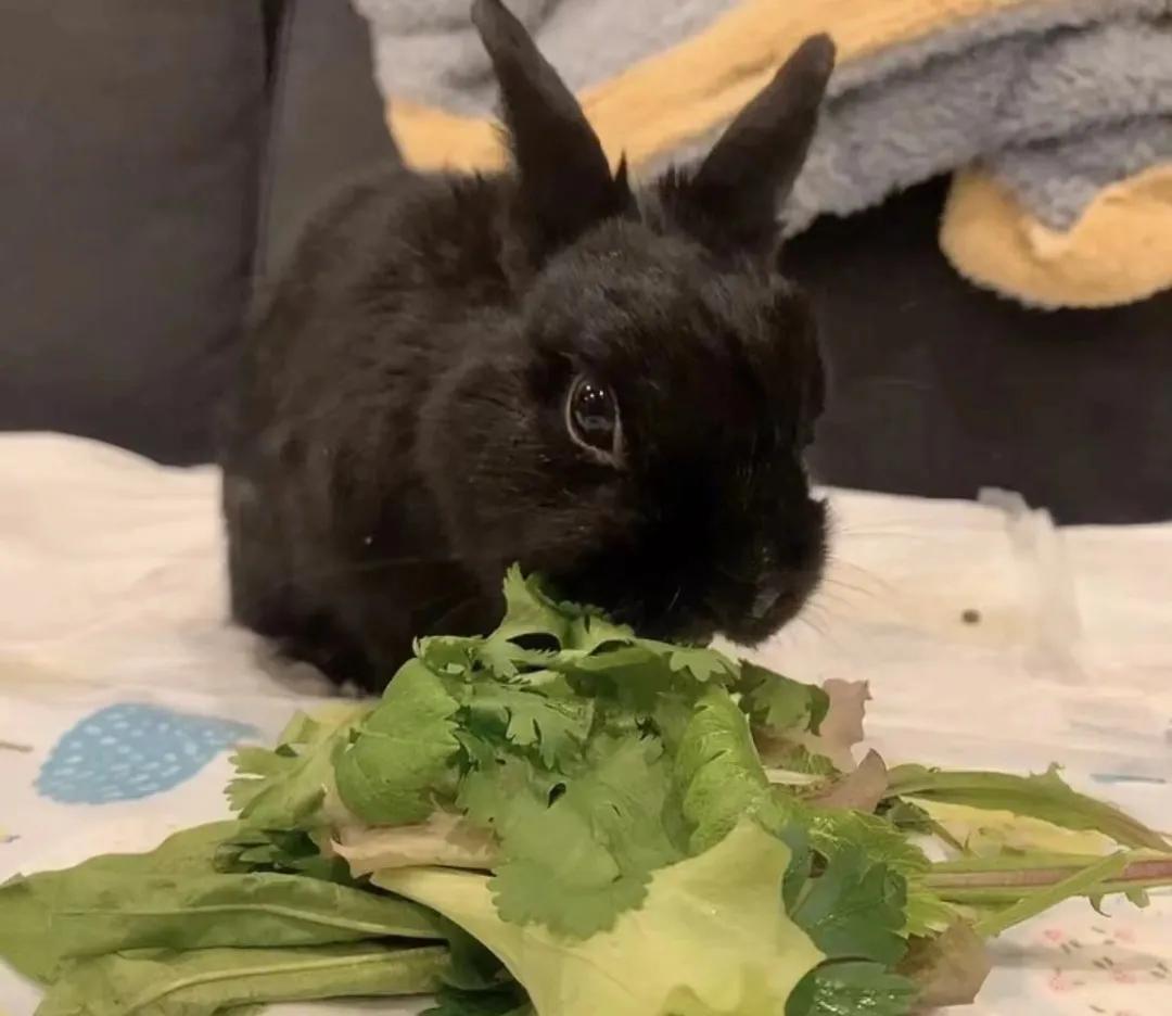 新手养兔指南小说,新手养兔指南免费