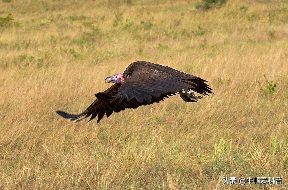 最厉害猛禽是什么鸟,世界十大猛禽实力排名虎雕