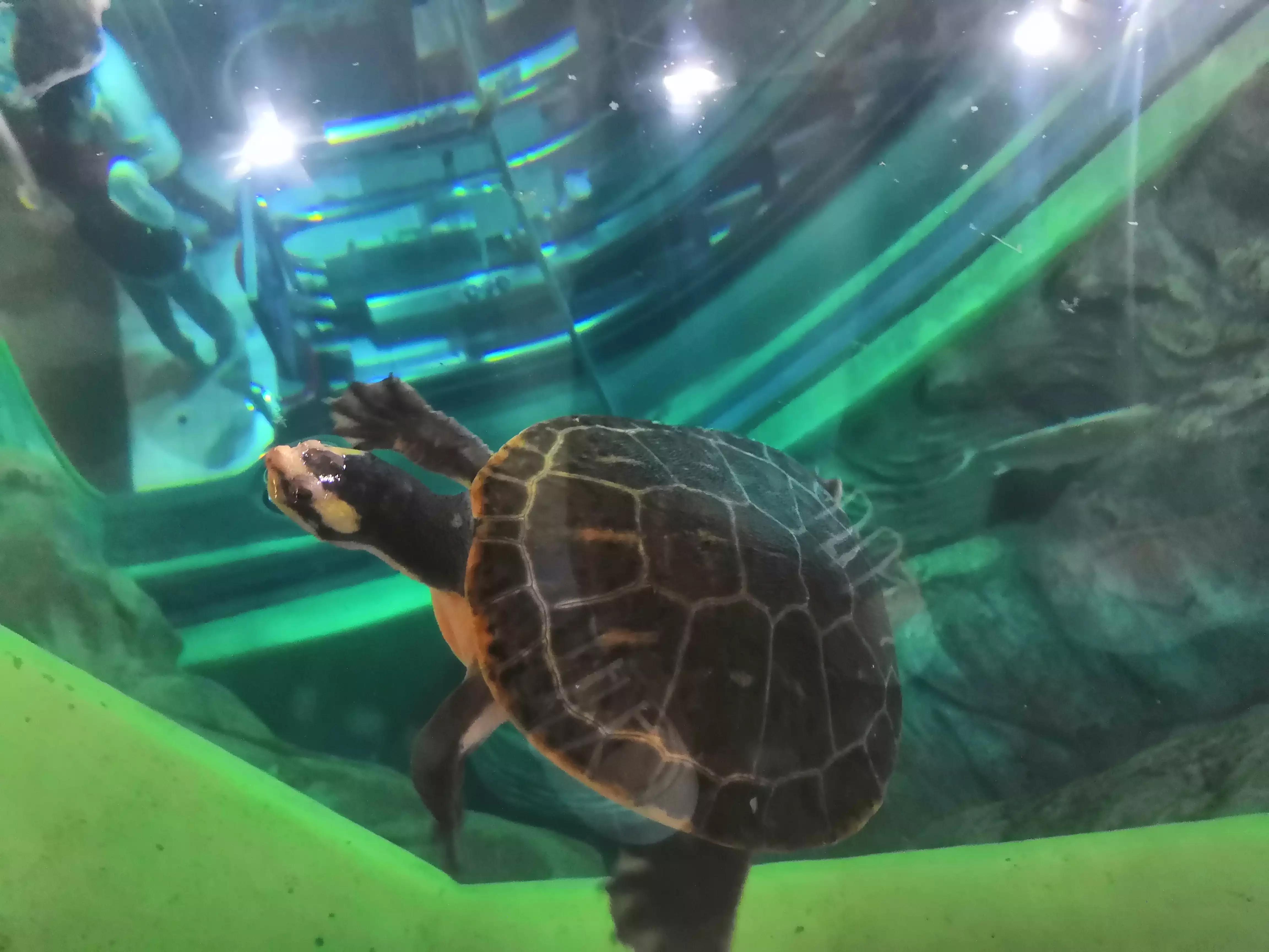 上海海洋水族馆鲨鱼,上海海洋水族馆当天能购票吗