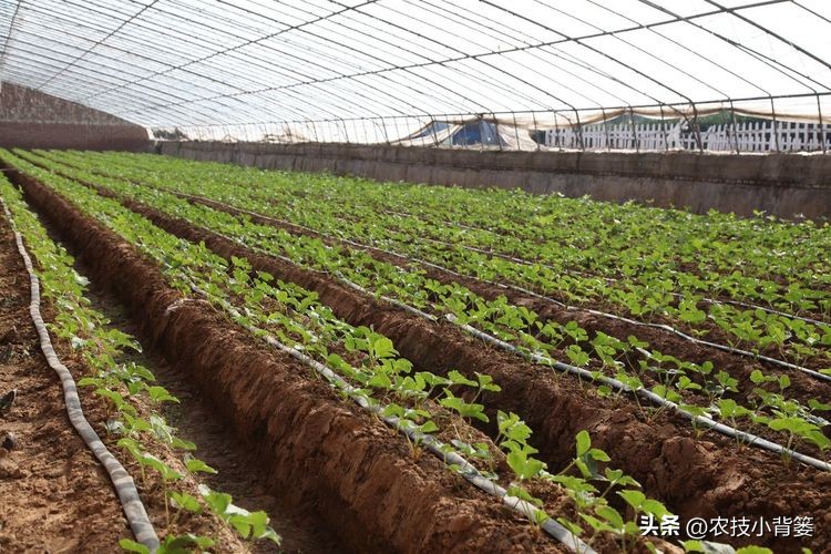 种草莓不要大棚能种植草莓吗,用烂草莓种草莓的正确种植方法
