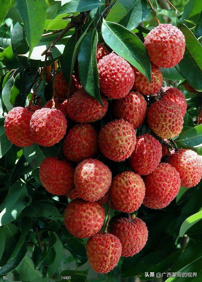 广西芋头贡品,古代广东十大贡品