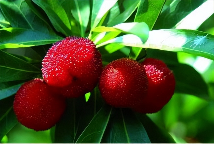 广东十大水果有哪些,潮汕四大水果有哪些