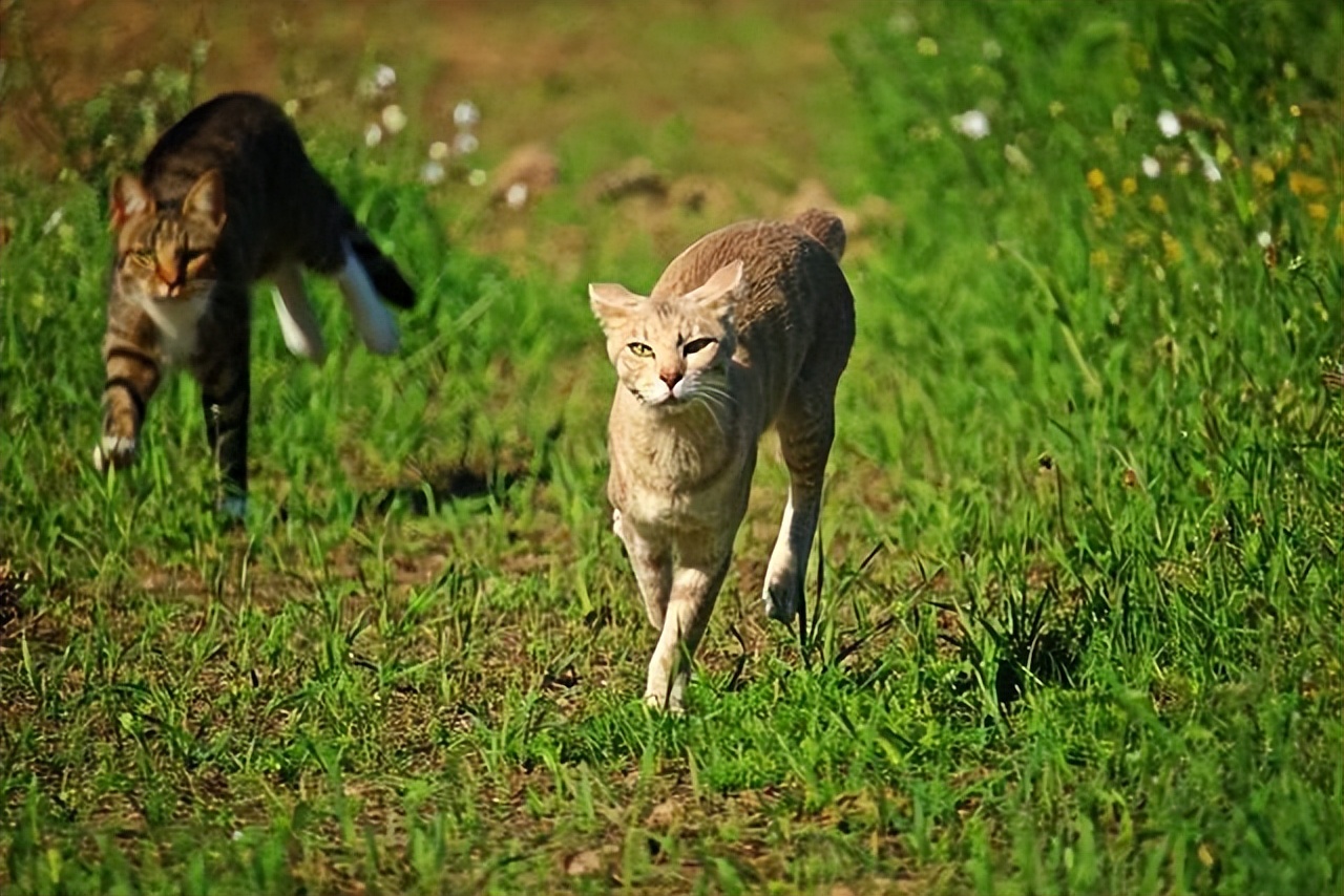 旺家猫有什么特征,身上有这些特征的猫是旺家猫