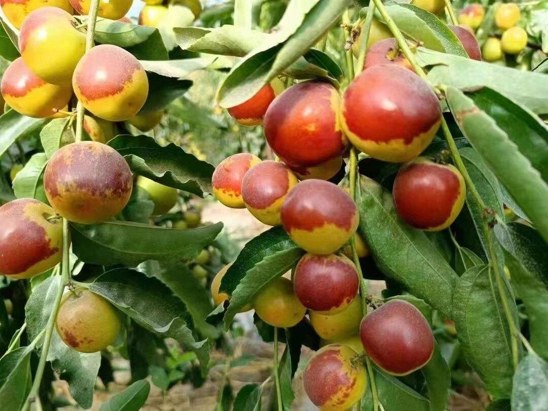 新疆瓜果为什么又甜又香,新疆种植的瓜果味道为什么特别甜