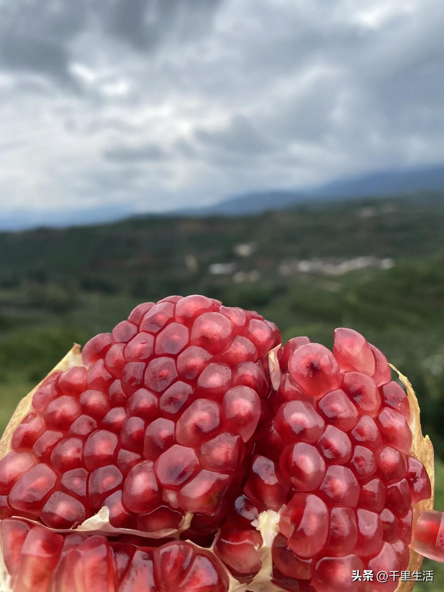 突尼斯软籽石榴超级好吃,突尼斯软籽石榴不用吐籽就能吃