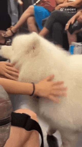 狗子坐飞机一秒钟被亲了八次，毛都快撸秃了…空姐：是不是轮到我