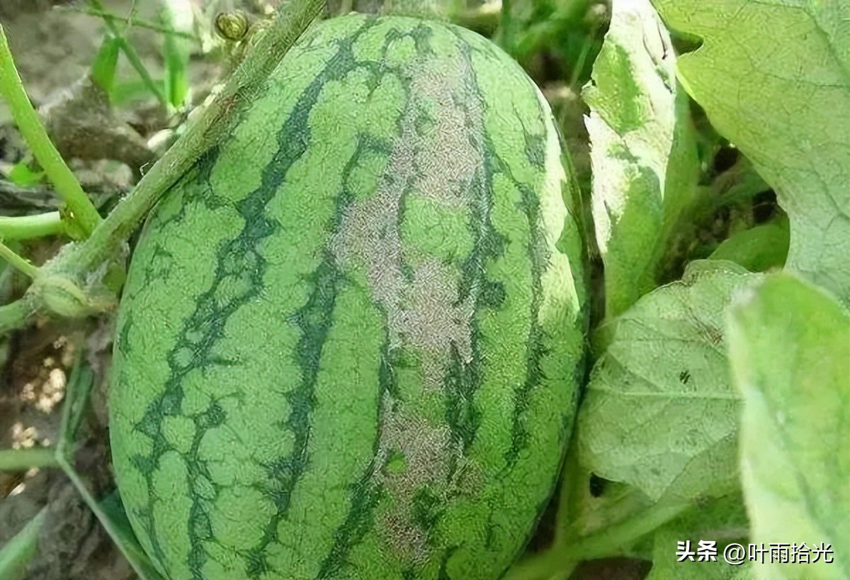 蓟马怎么治用什么杀虫剂好,防治蓟马最好的农药