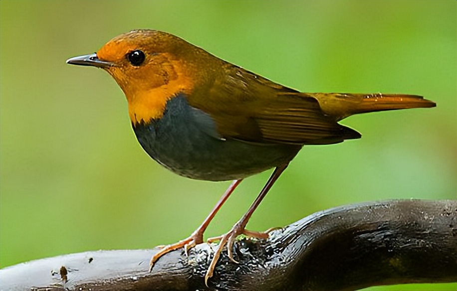 鸟儿大全高清图,高清珍稀鸟动态图片大全