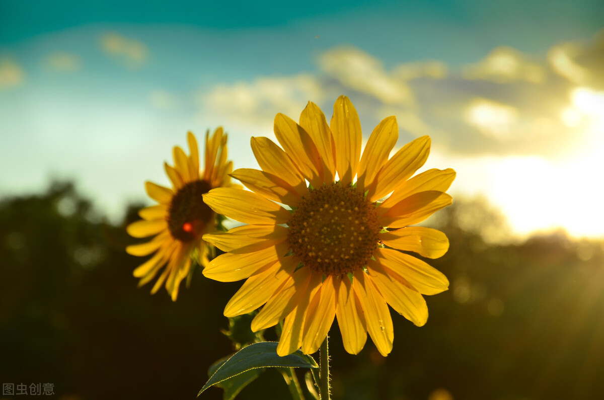 真正的中国国花是什么花,中国的国花是什么花官方认证