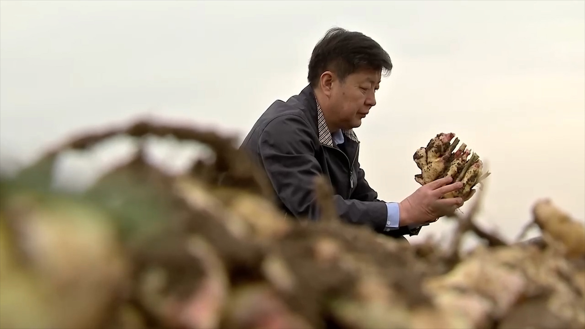 重庆小伙带领全村种生姜创业视频,农民返乡创业种生姜收益可观