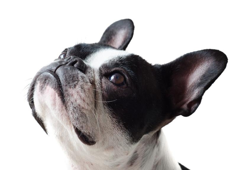 你家狗狗是否很瘦,狗狗运动量不够是不是便便就稀