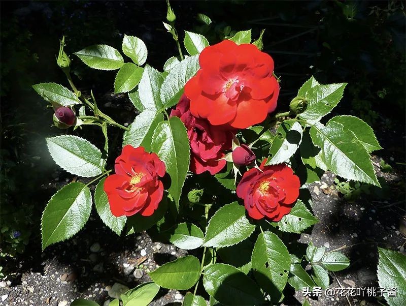 2019月季新品种金奖,超新品月季有哪些品种