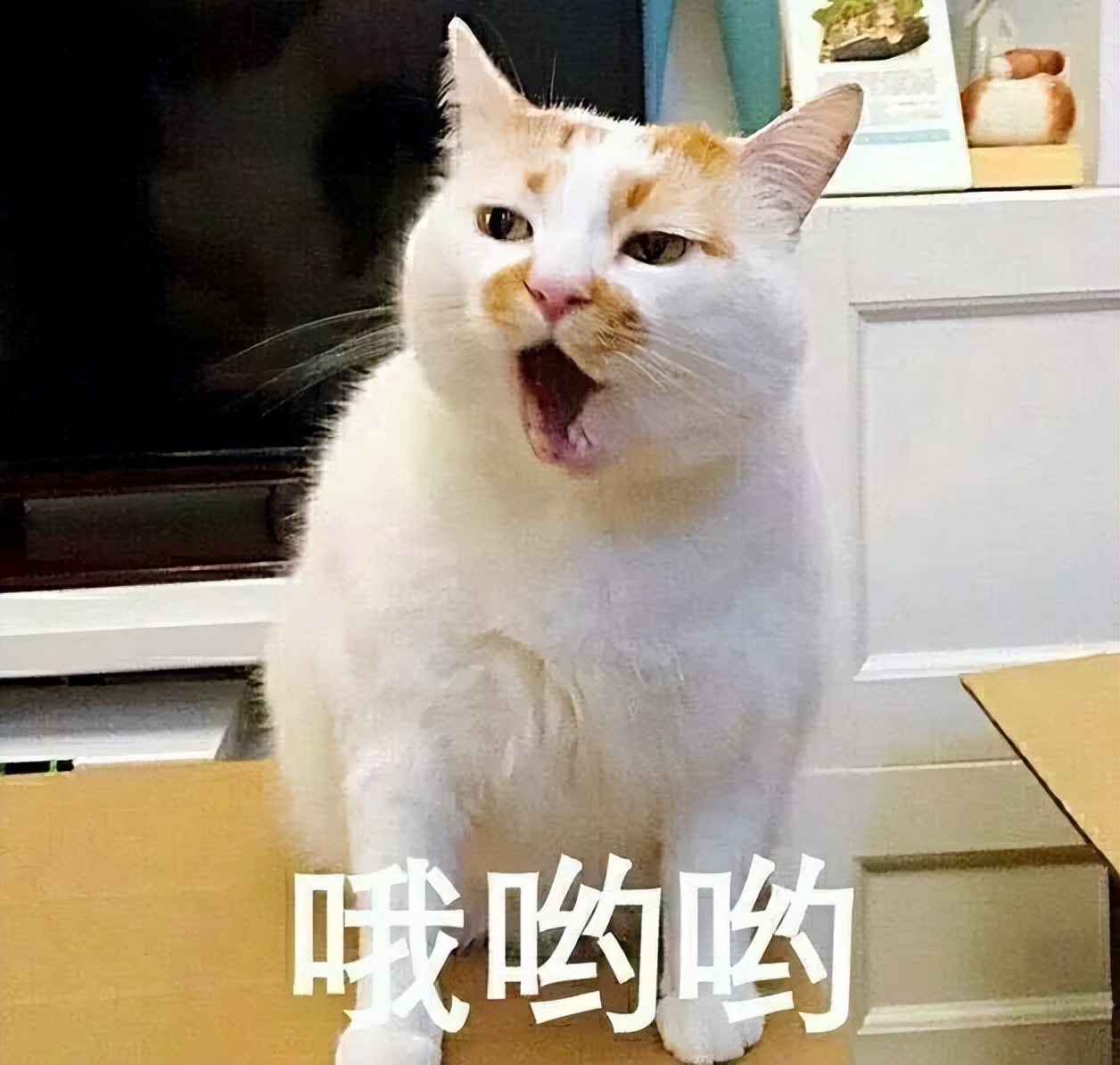 幼猫离乳期猫粮奶糕,小奶猫需要吃猫奶糕吗