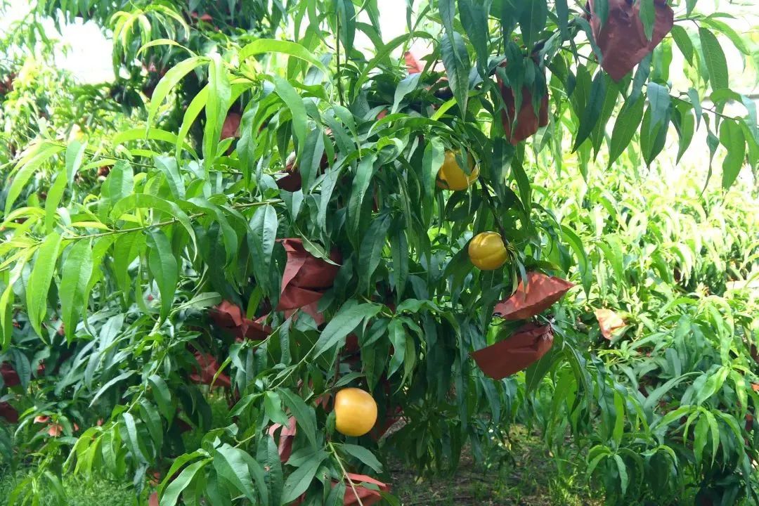 黄金油桃几月上市,山东蒙阴黄金蜜一号油桃