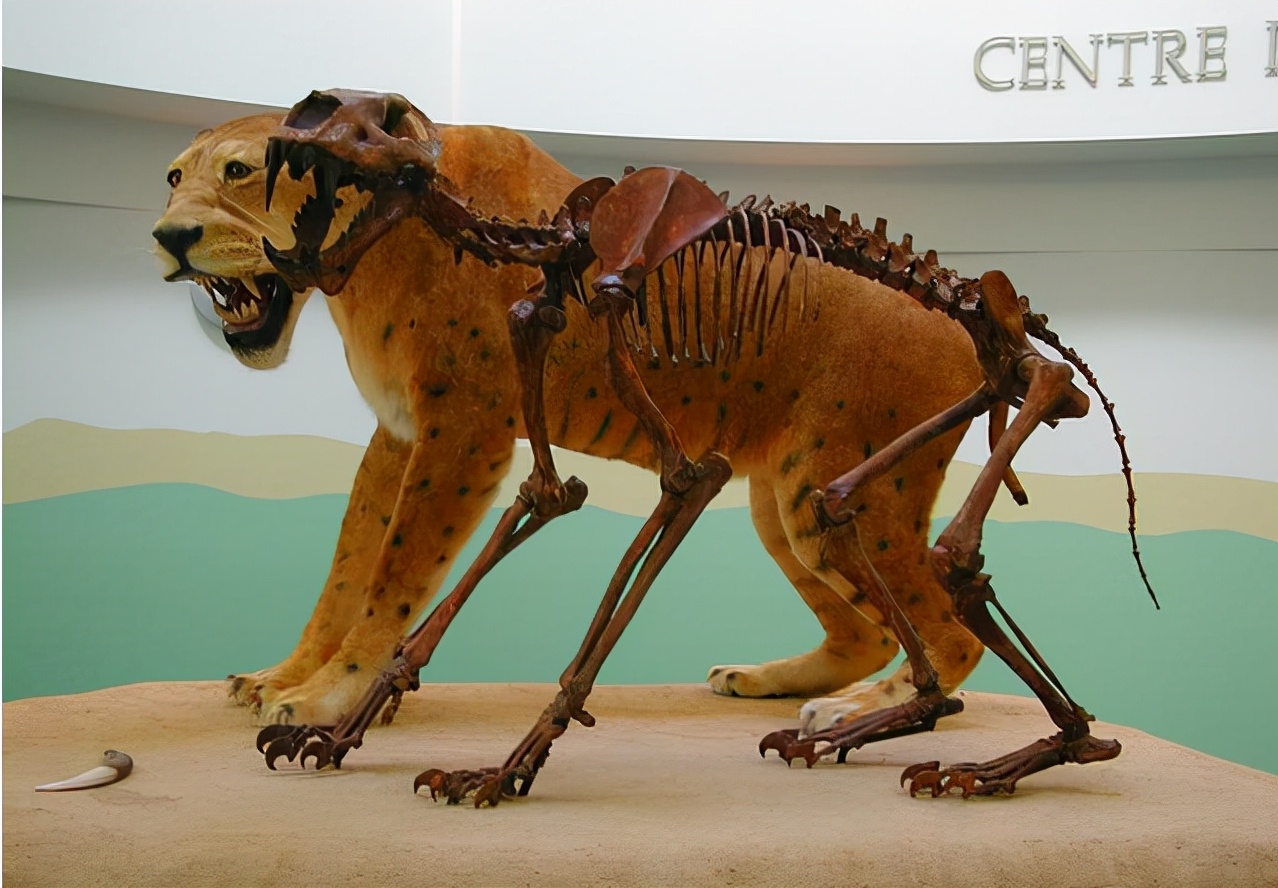 冰河时期最强的猫科秒杀东北虎,猫科霸主东北虎