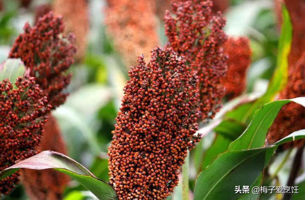 全国哪的白酒最好喝?经评比,这3地酒比较出名,有你家乡的吗?