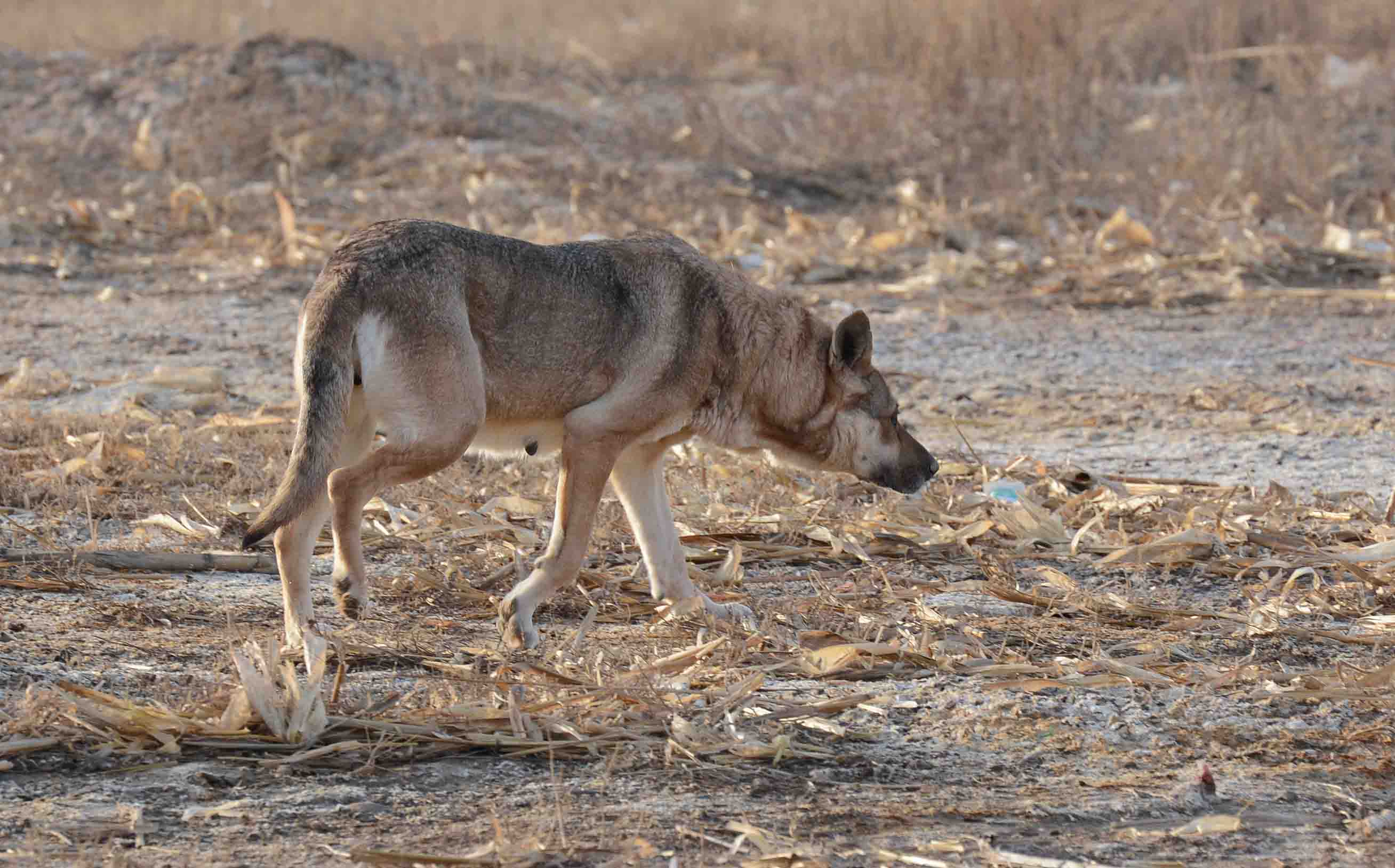 狼的弱点,狼最致命的弱点是什么