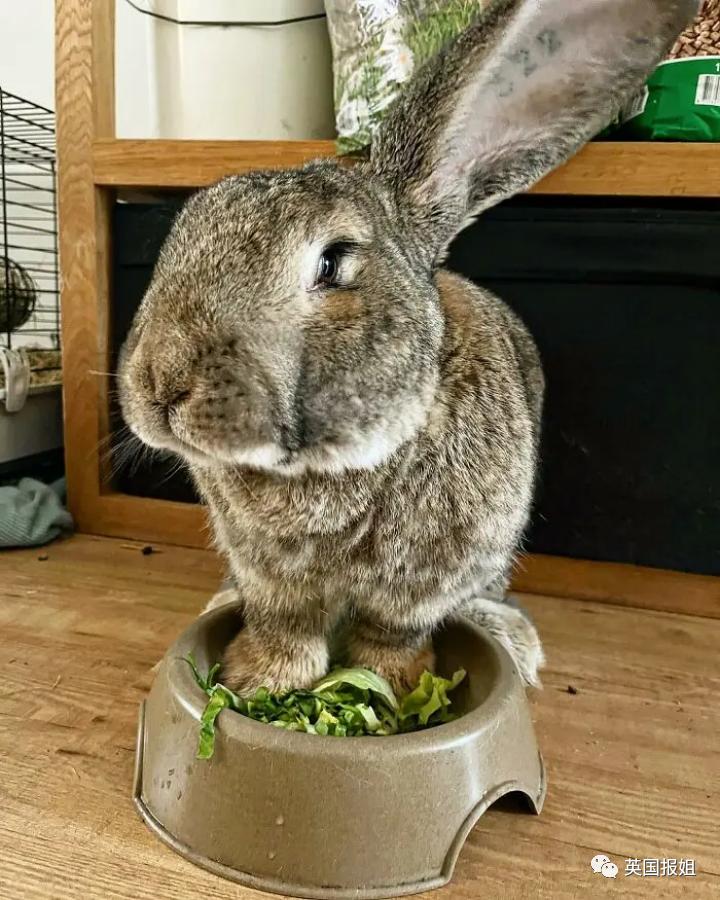 你知道世界上最大的兔子有多大吗,世界上最大的兔子吉尼斯纪录
