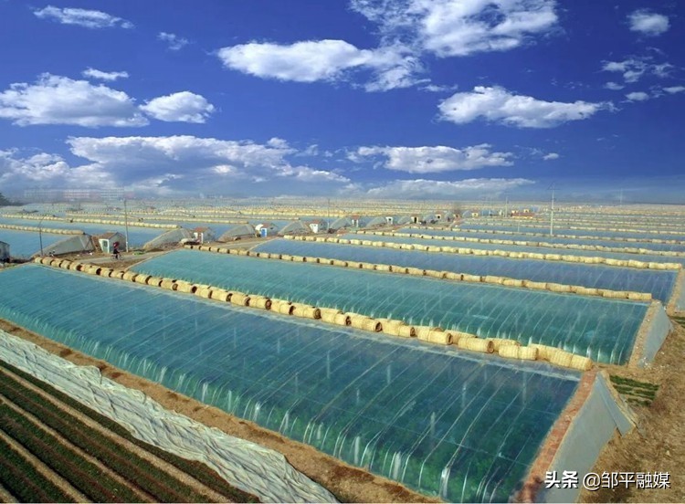 邹平市焦桥镇：坚持产业强镇发展质态持续优化