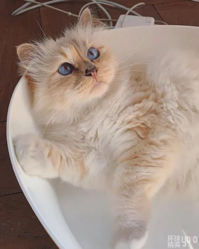 metgala绾㈡2022,metgala绾㈡2021