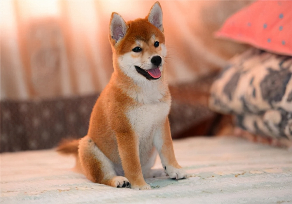 幼犬刚到家狗狗不吃东西了怎么办,狗狗不吃东西怎么办怎么喂