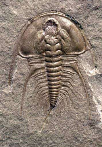 山东三叶虫化石真假,三叶虫远古生物图片