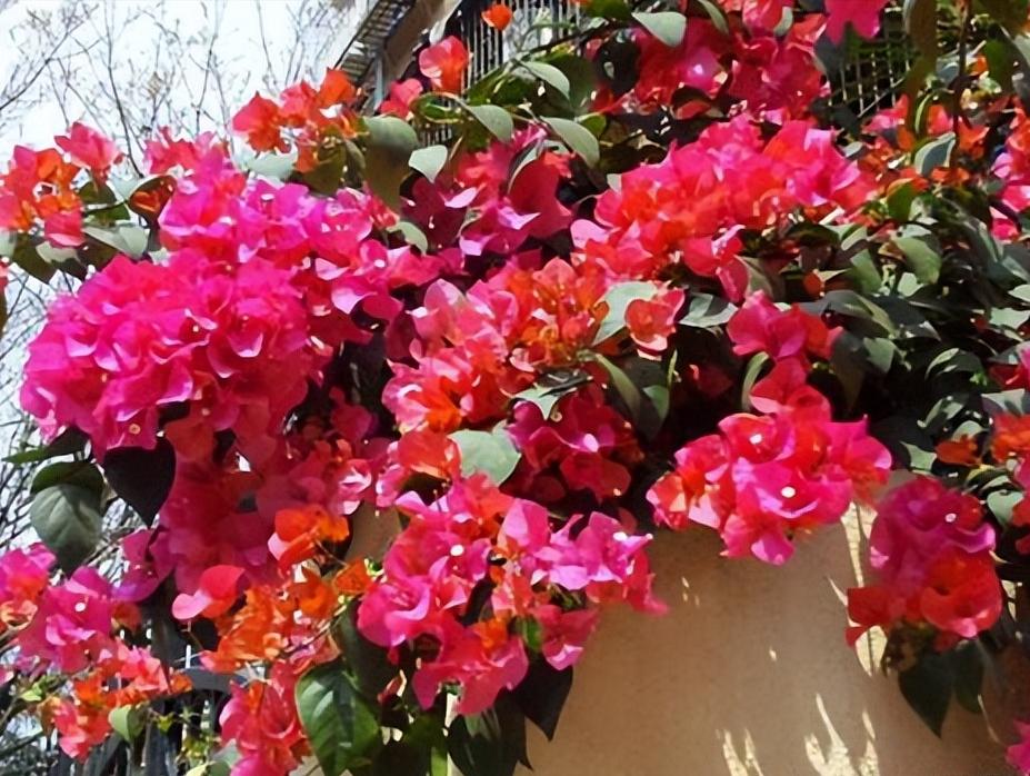 院子种2棵巴西进口花，花开似海，风景独特，美不胜收