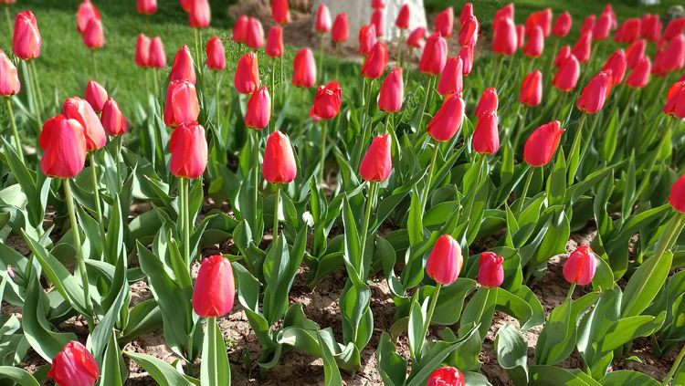 郁金香高贵典雅姿态万千,淡雅郁金香