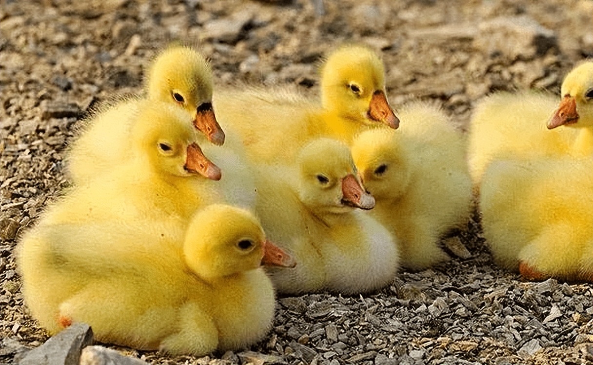 鹅痛风怎么解决,大鹅关节肿大腿瘸如何治疗