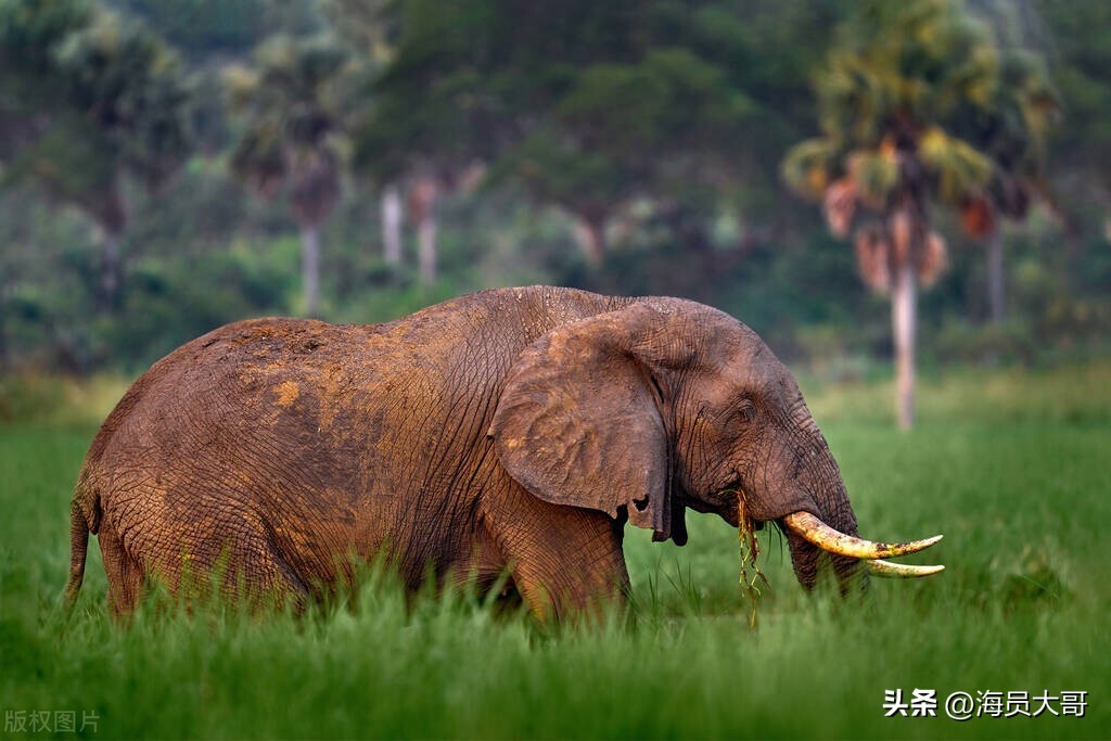 被迫去国外打工,去乌干达带保镖