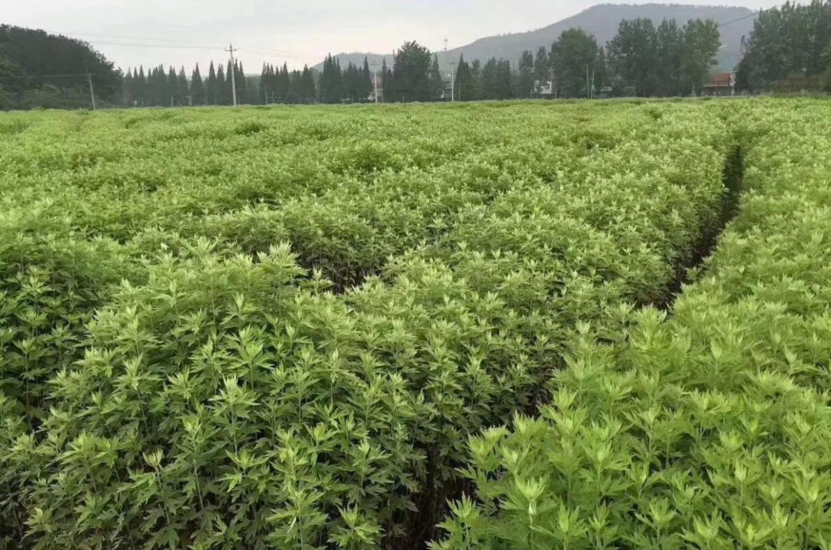 艾草治病的故事,关于艾草由来的传说和故事视频