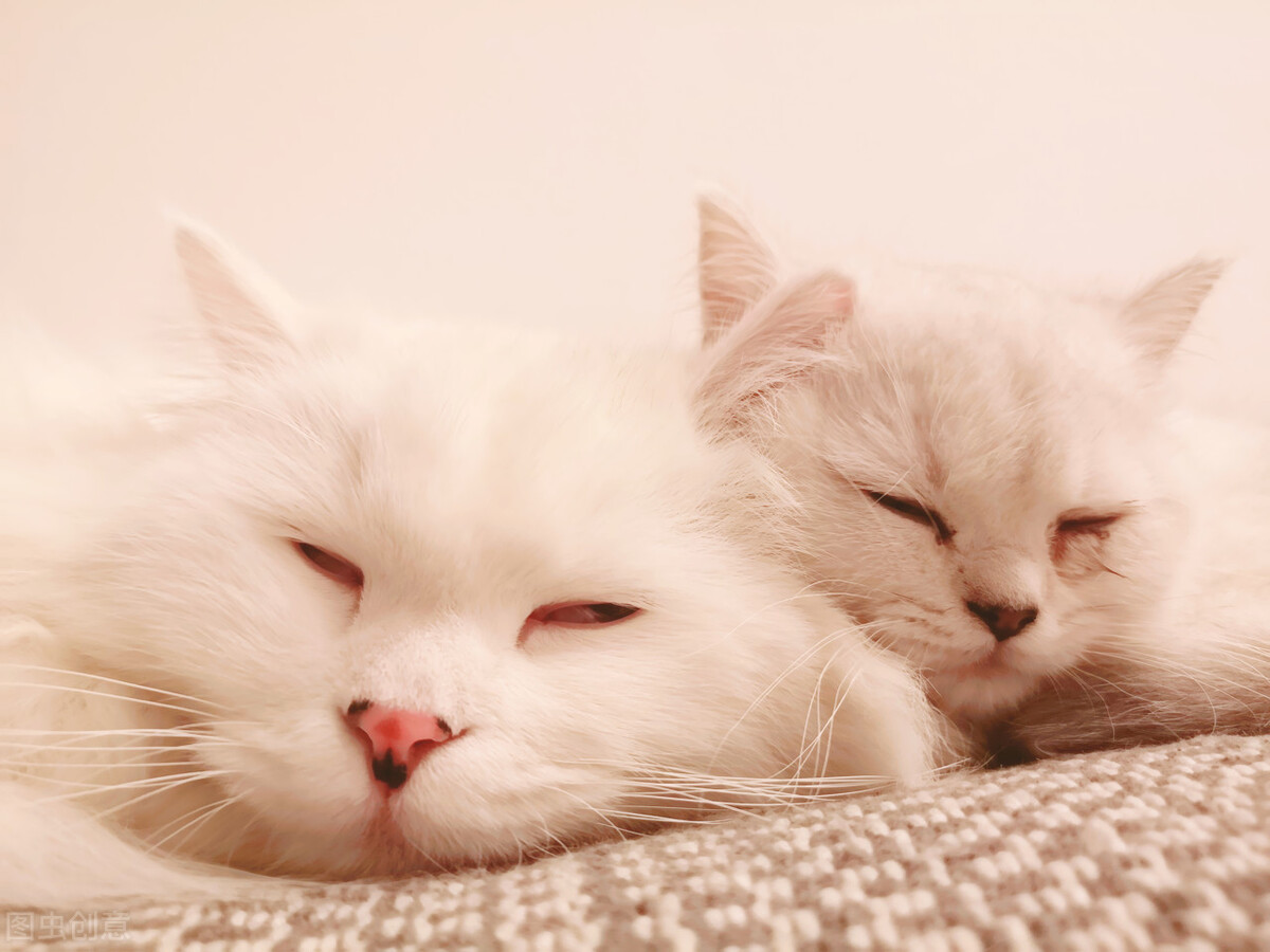 中华田园猫黑猫和孟买猫怎么区分,中华田园猫12个品种图哪个最好养