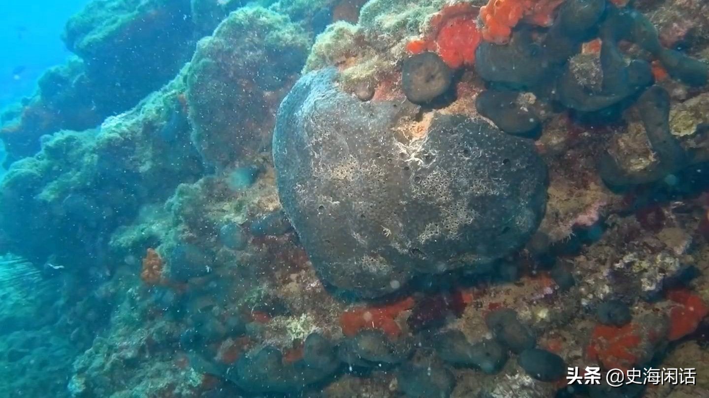 为什么海洋海绵如此昂贵呢,为什么海海绵那么贵