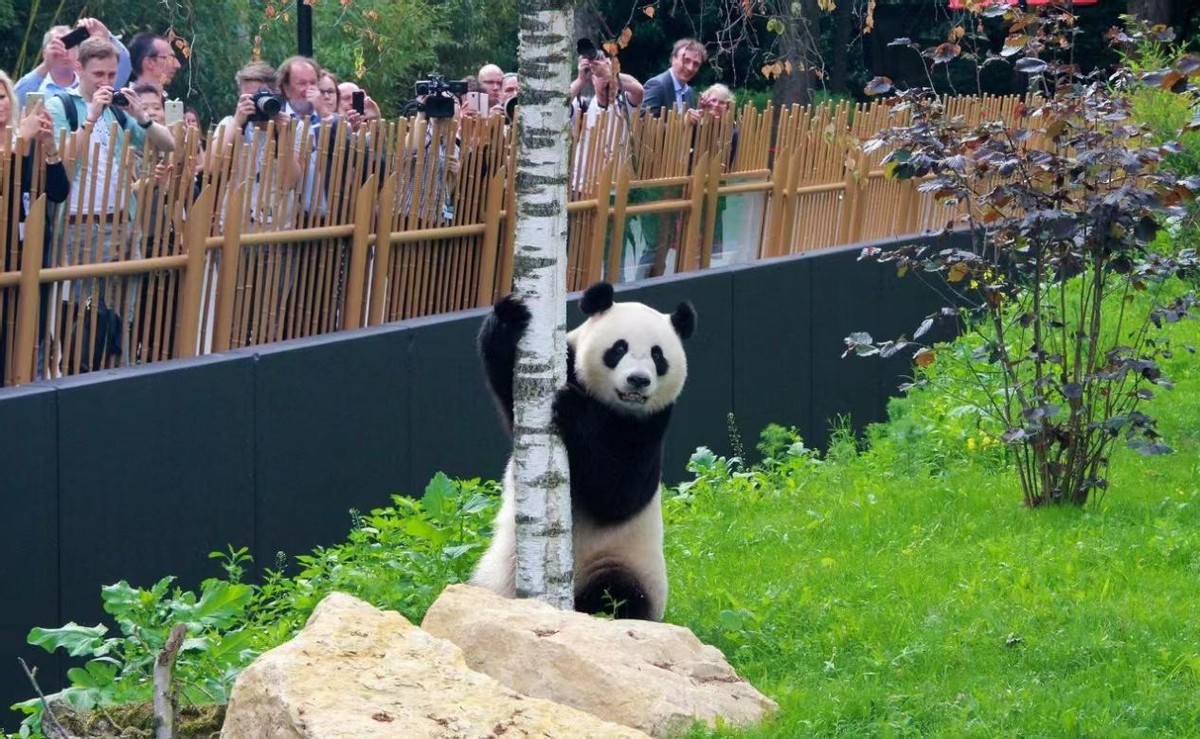 各国对待中国熊猫的态度,盘点各国对待大熊猫的态度