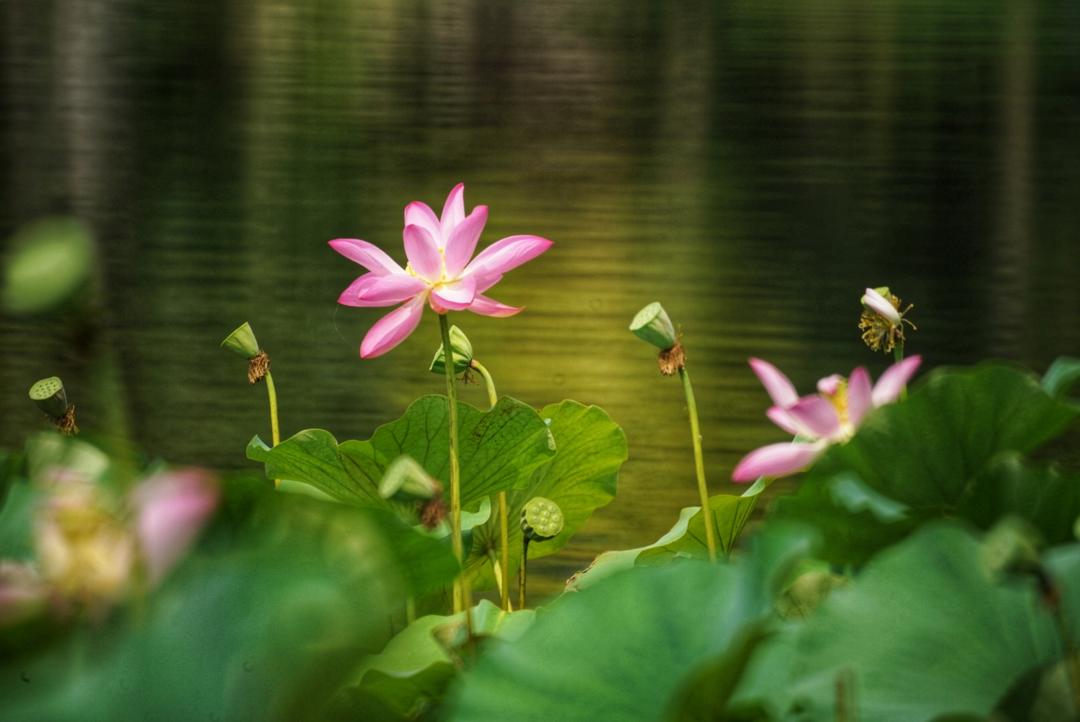 赞美秦皇岛的夏天,想念秦皇岛的夏天