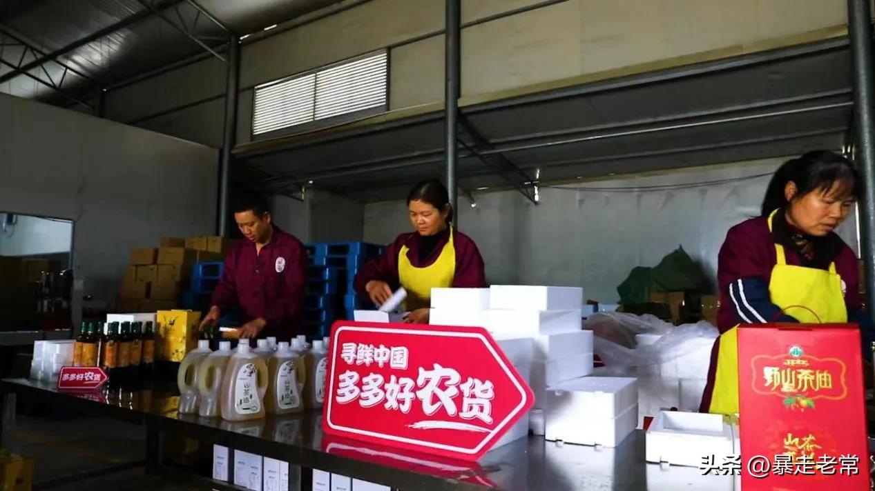 发展高产油茶产业助力造血式扶贫,油茶种植为乡村振兴添活力