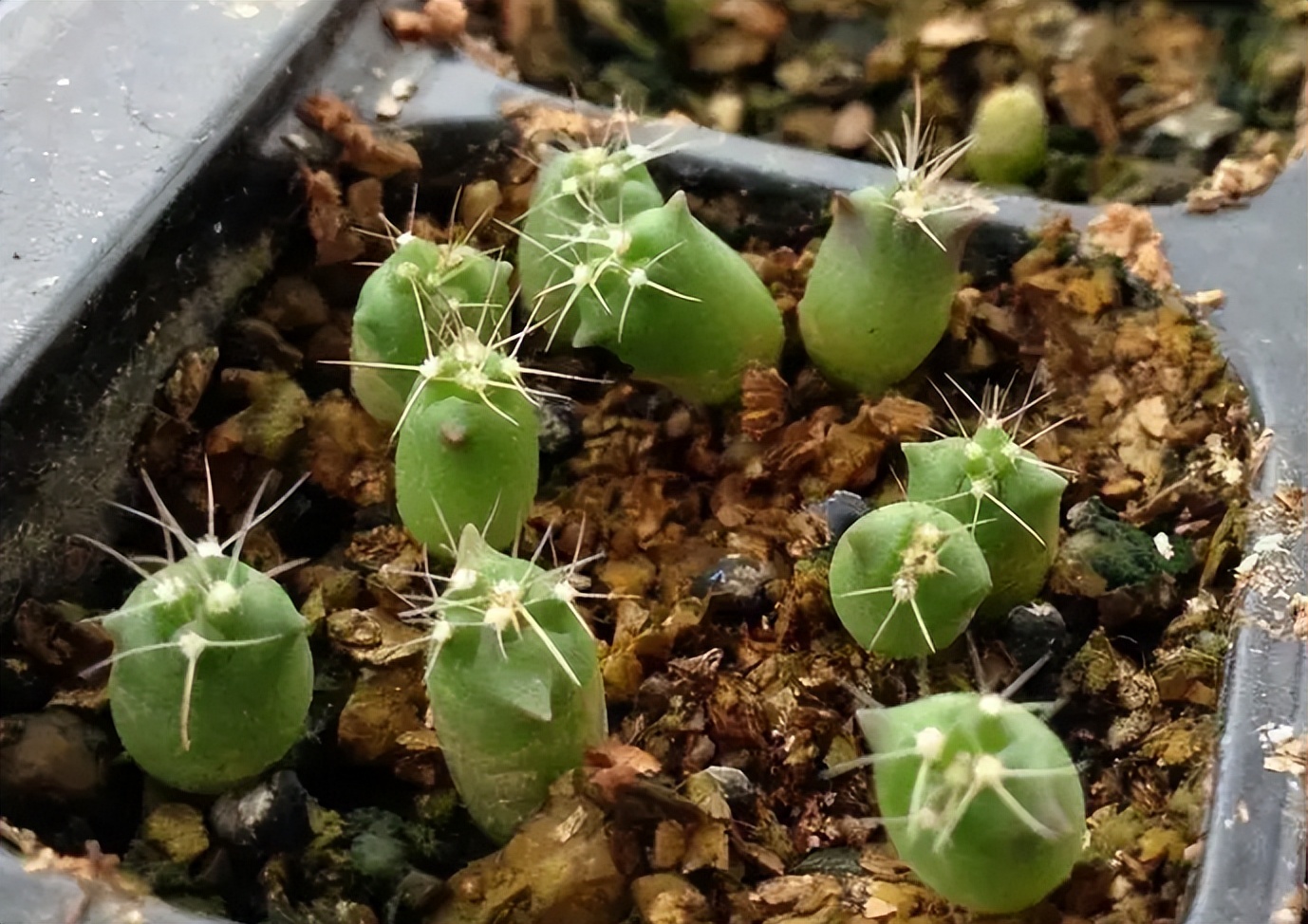 仙人球换盆的正确方法,仙人球换盆最佳方法