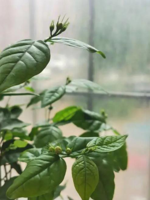 家里盆栽茉莉花怎样培育新苗,冬季怎样养新品种大叶茉莉花