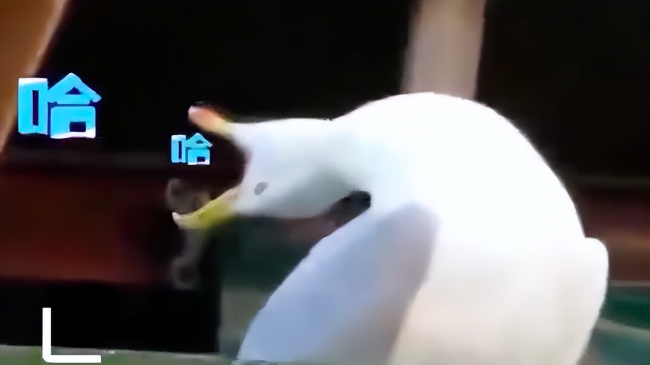 刘昊然周冬雨张一山,刘昊然周冬雨山楂树之恋